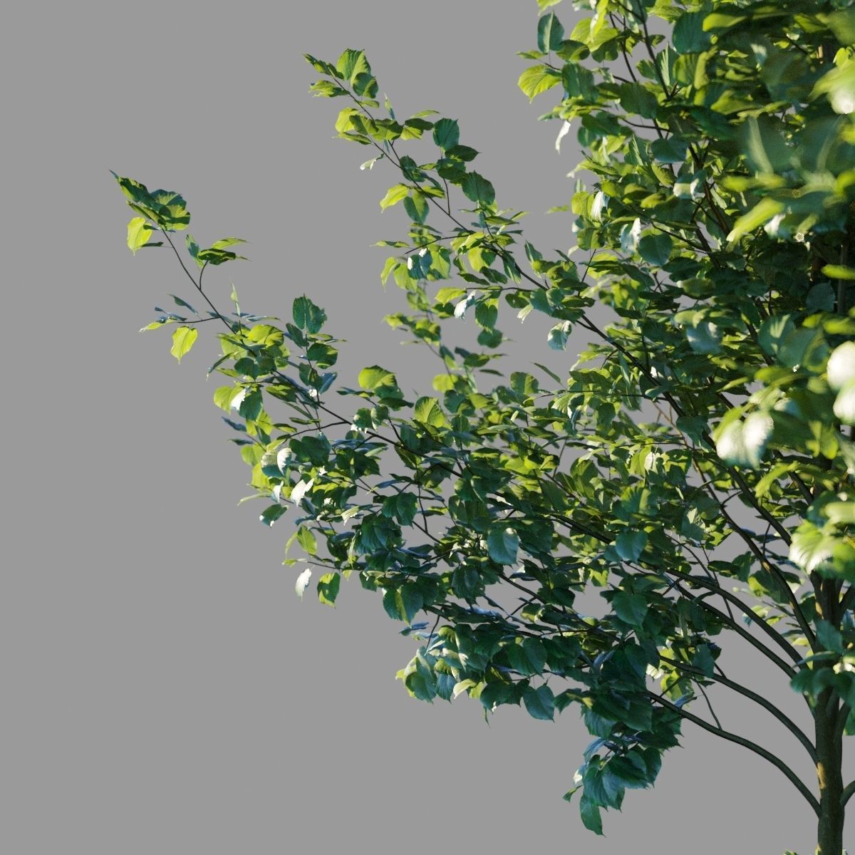 Tilia platyphyllos collection 3D model_8