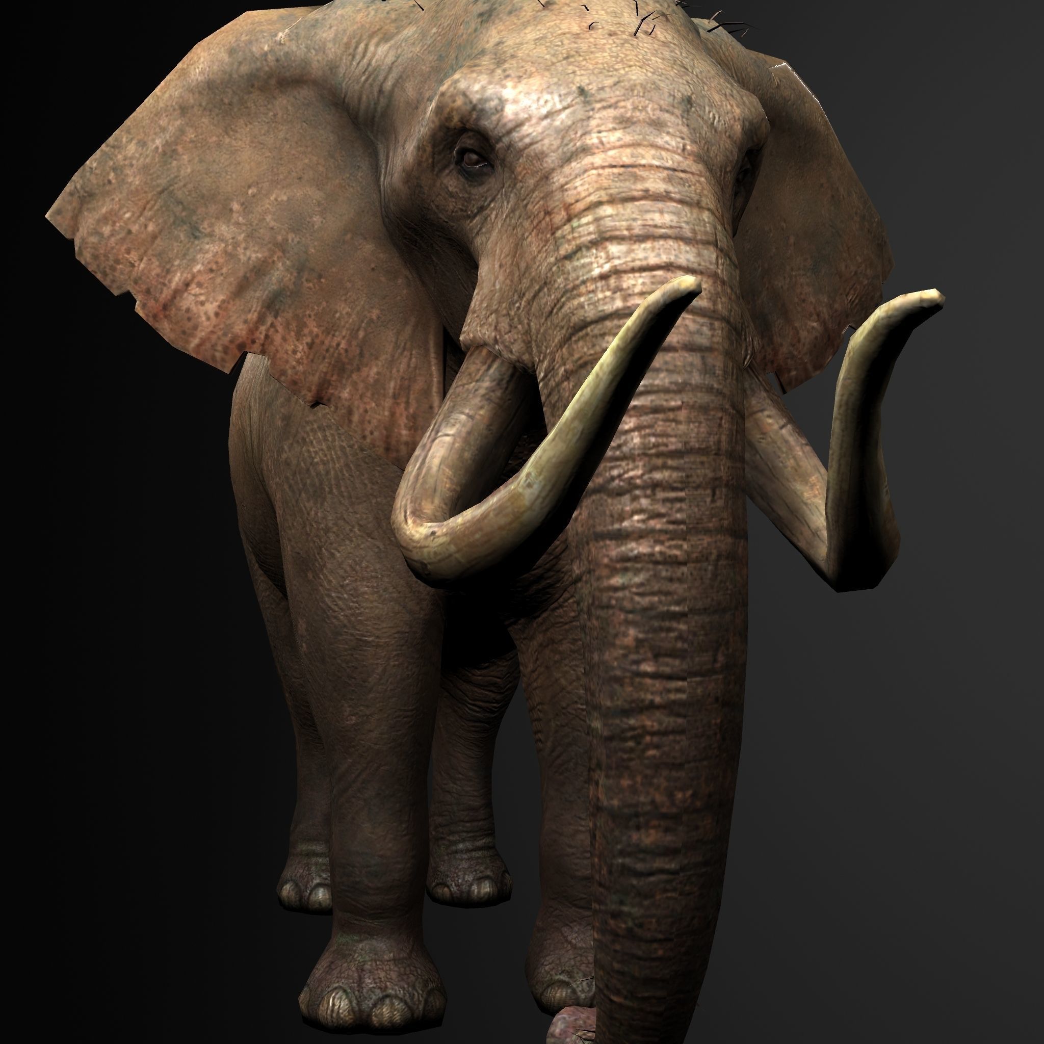 Elelphant 3D model rig Low-poly 3D model_6
