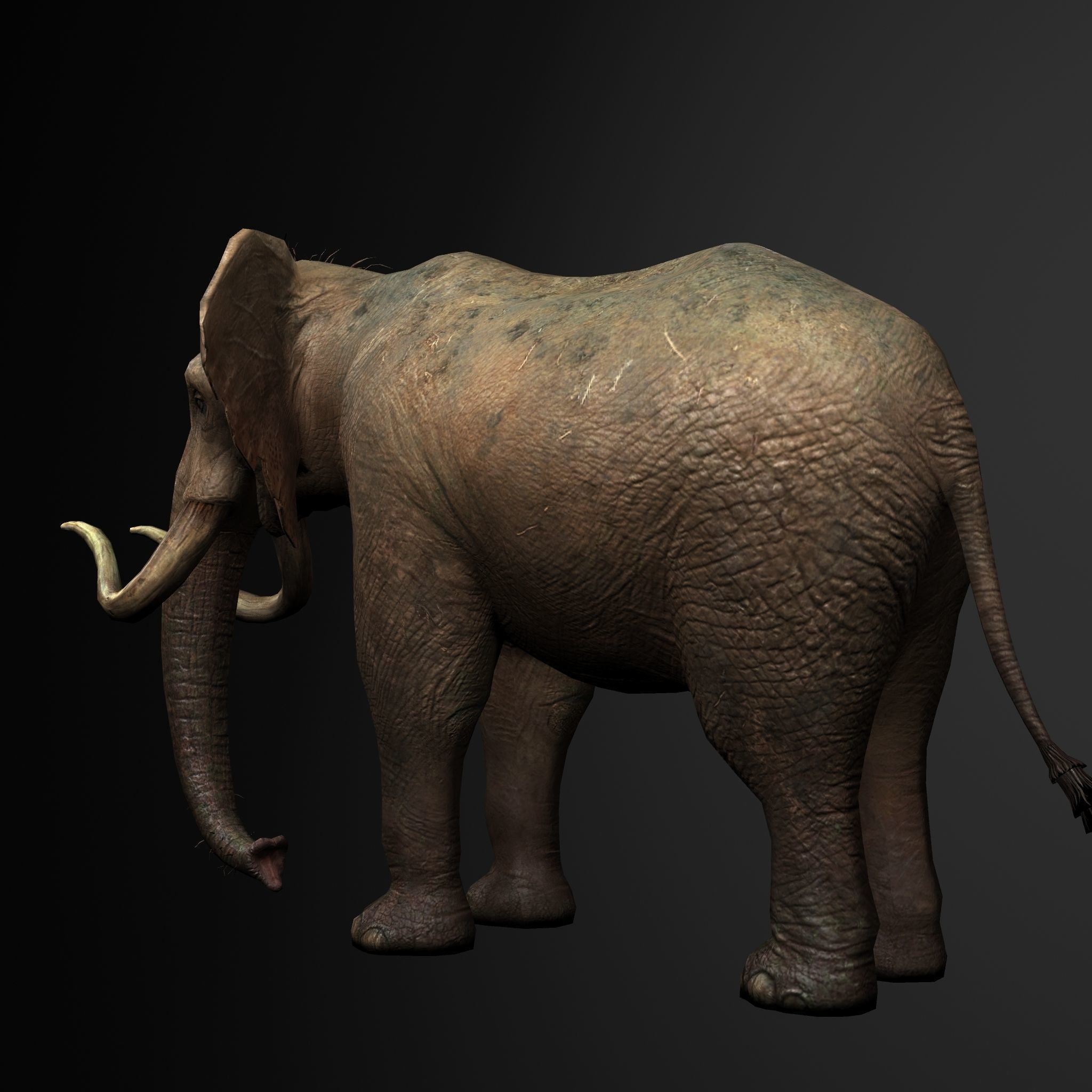 Elelphant 3D model rig Low-poly 3D model_4