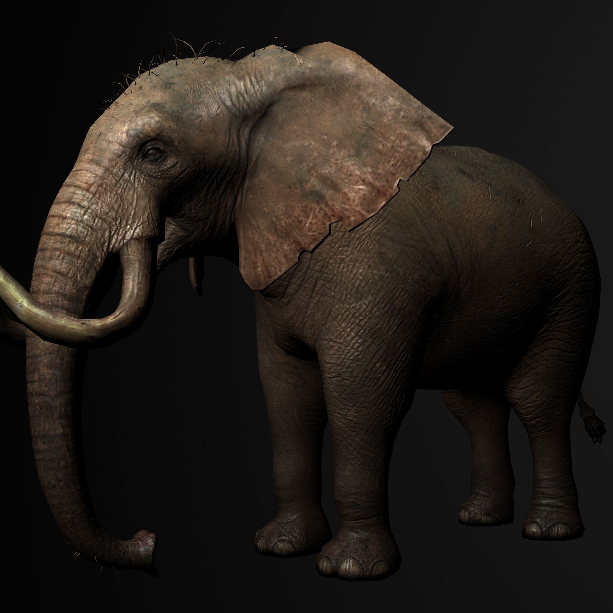 Elelphant 3D model rig Low-poly 3D model_2