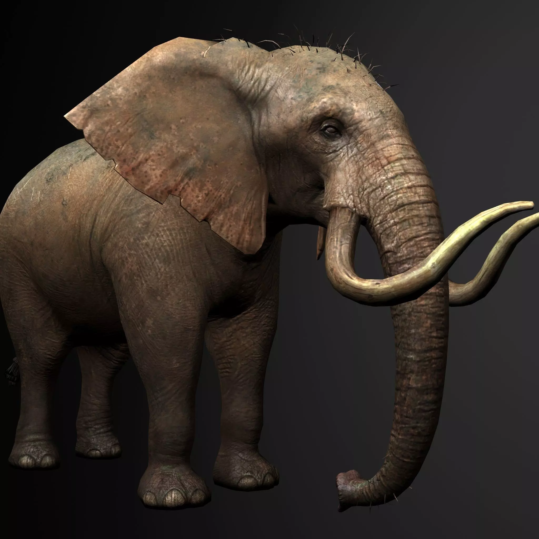 Elelphant 3D model rig Low-poly 3D model_0