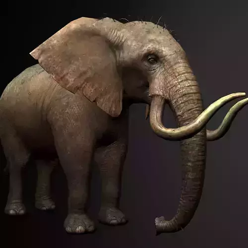 Elelphant 3D model rig Low-poly 3D model