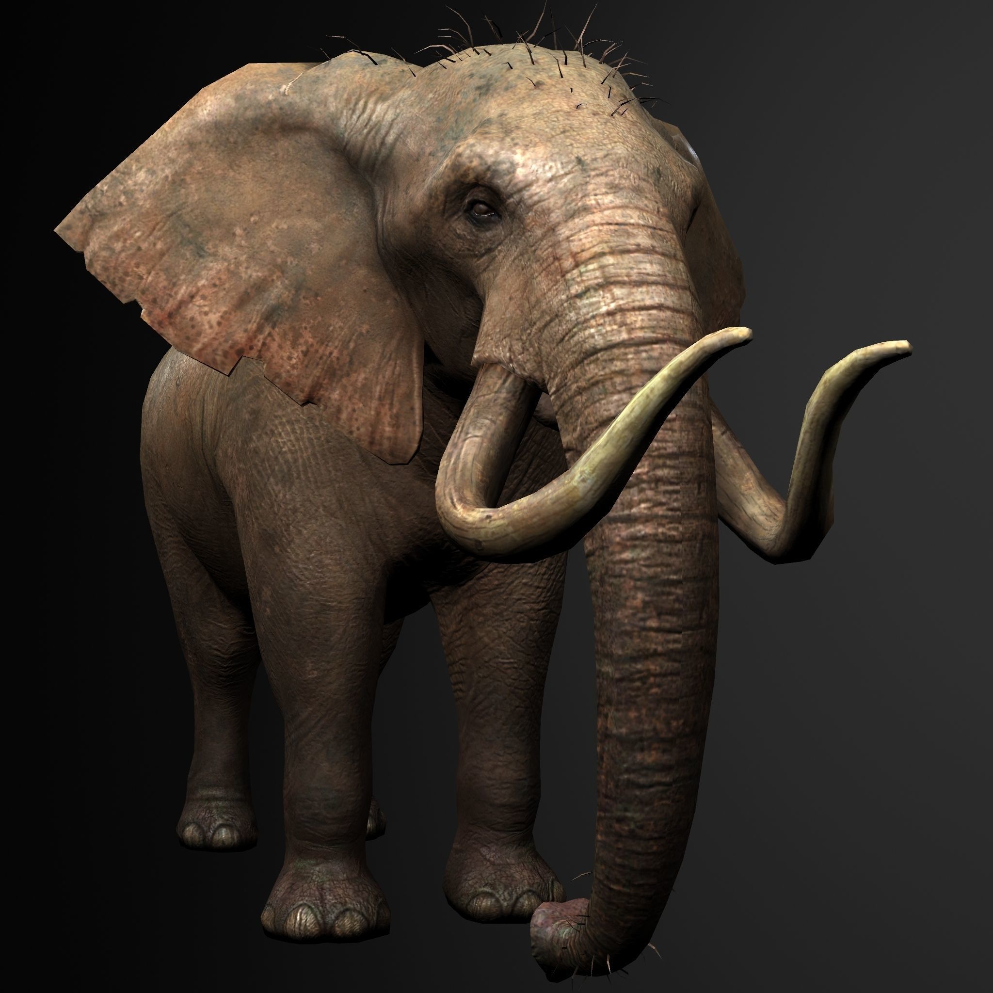 Elelphant 3D model rig Low-poly 3D model_5