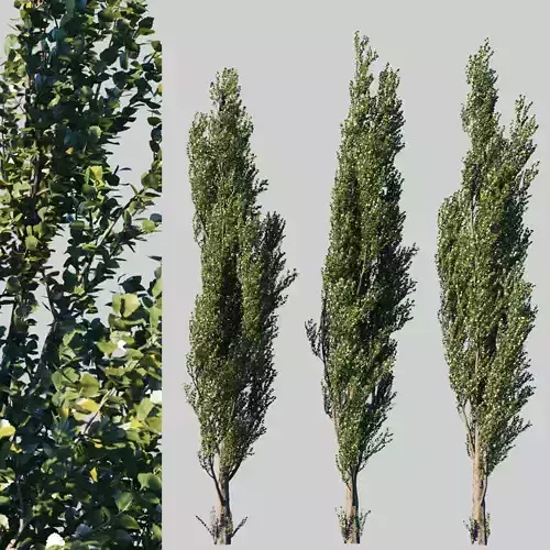 Poplar pyramidal collection