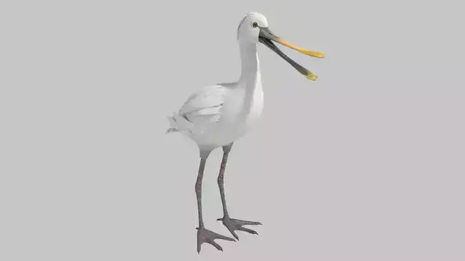 spoonbill stork with beak