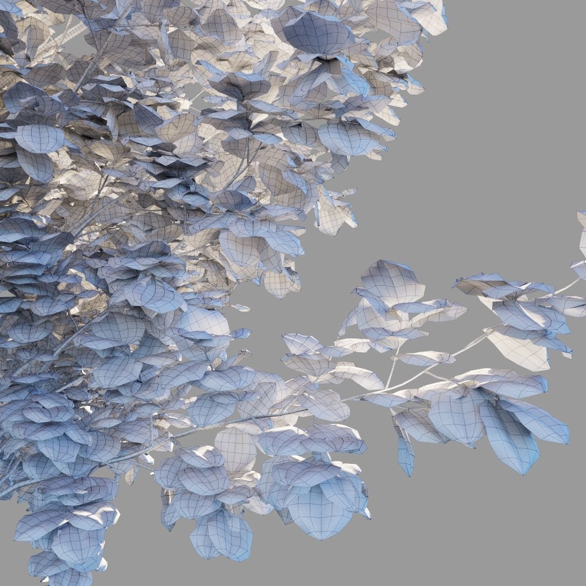 Tilia platyphyllos wind animated collection 3D model_11