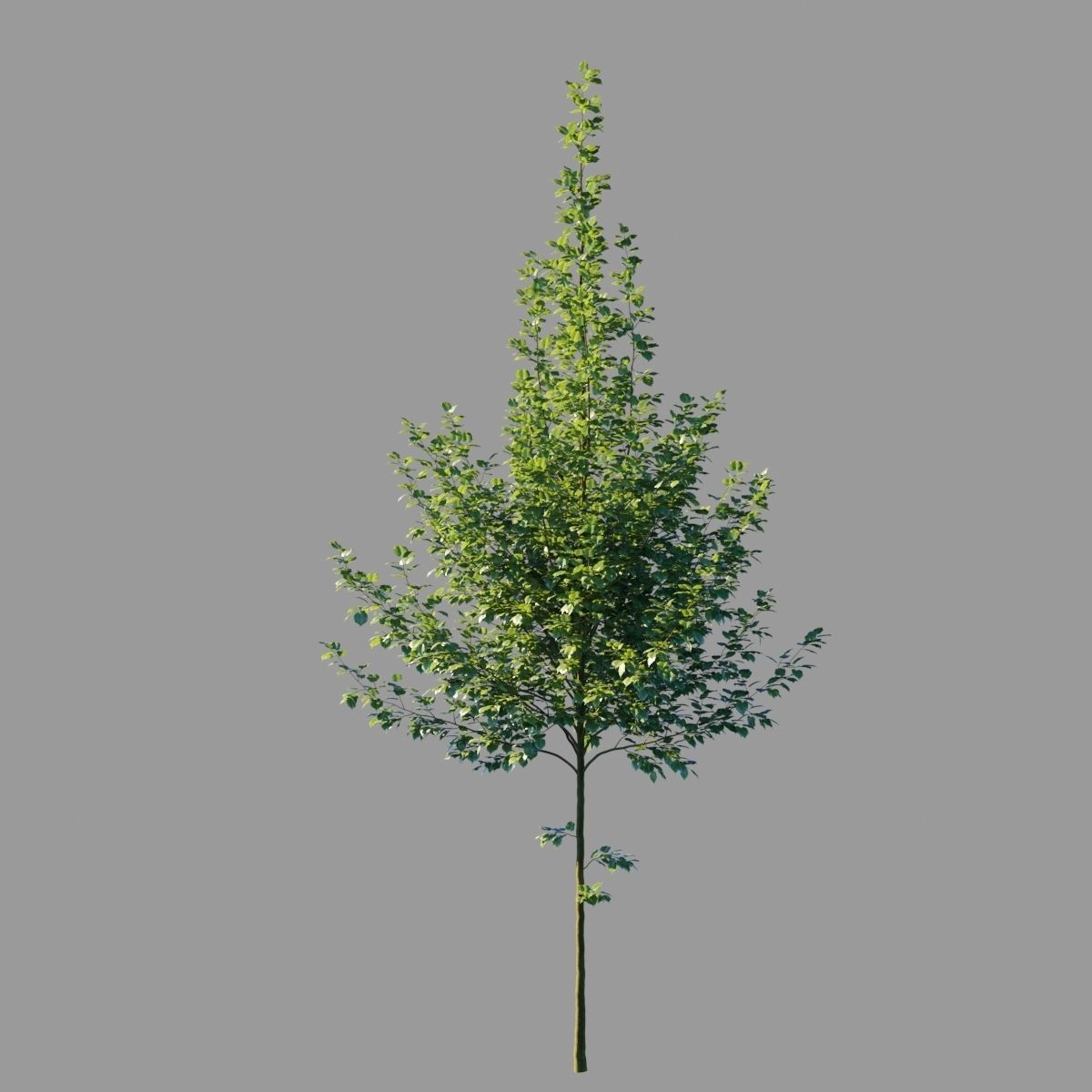 Tilia platyphyllos wind animated collection 3D model_15