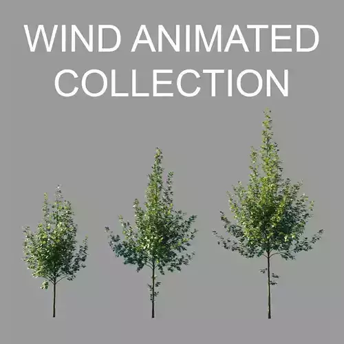 Tilia platyphyllos wind animated collection 3D model