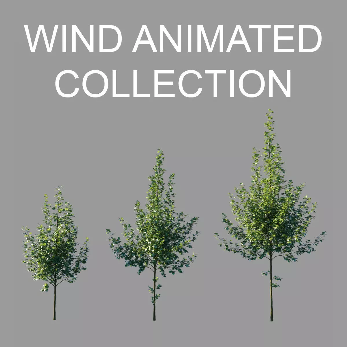 Tilia platyphyllos wind animated collection 3D model_0