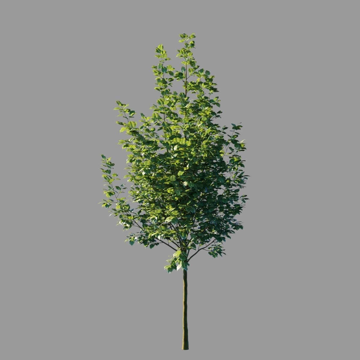 Tilia platyphyllos wind animated collection 3D model_13