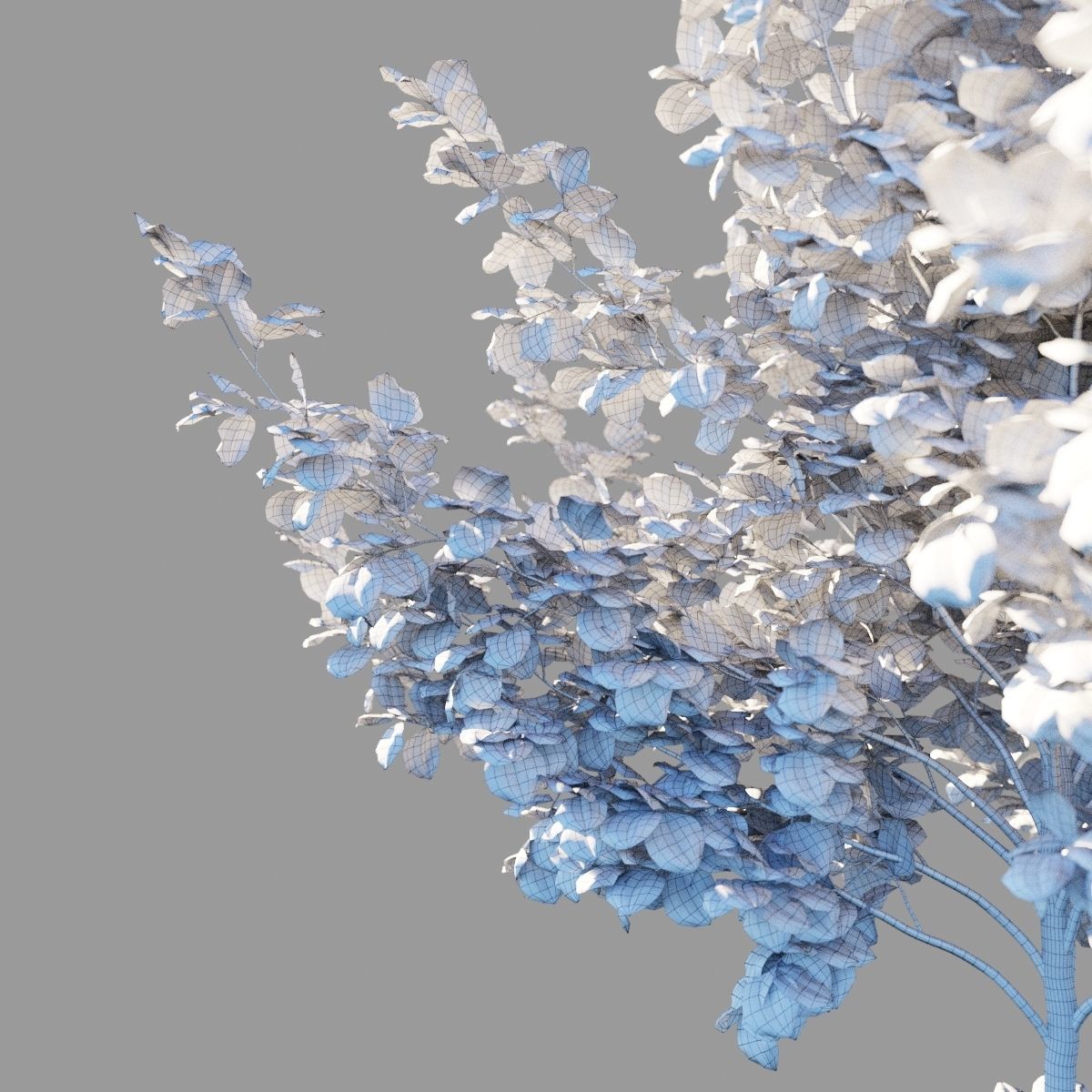 Tilia platyphyllos wind animated collection 3D model_10