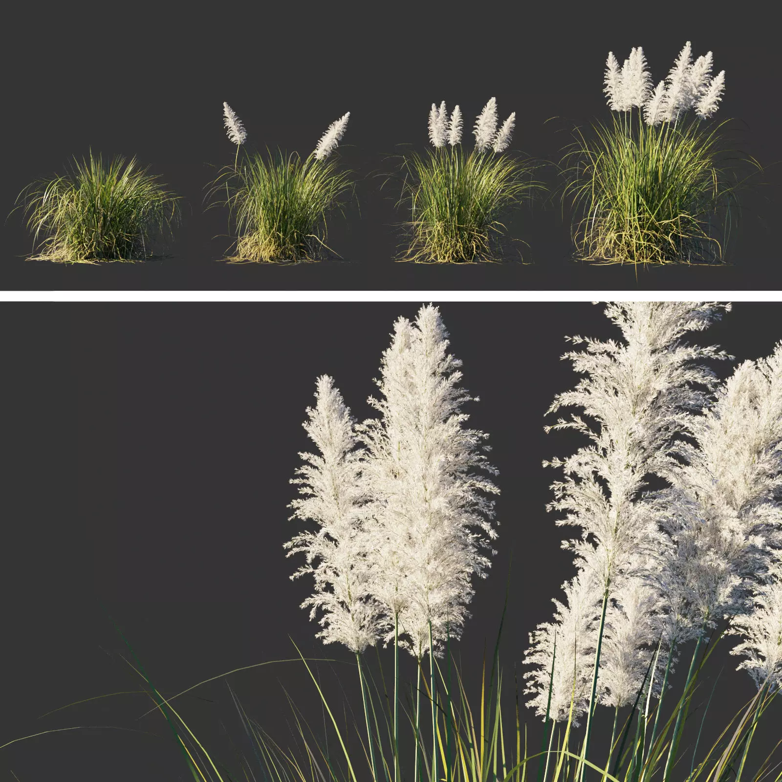 Cortaderia Selloana 3D model