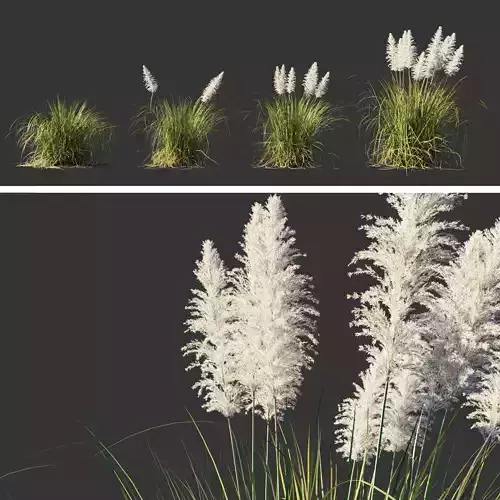 Cortaderia Selloana