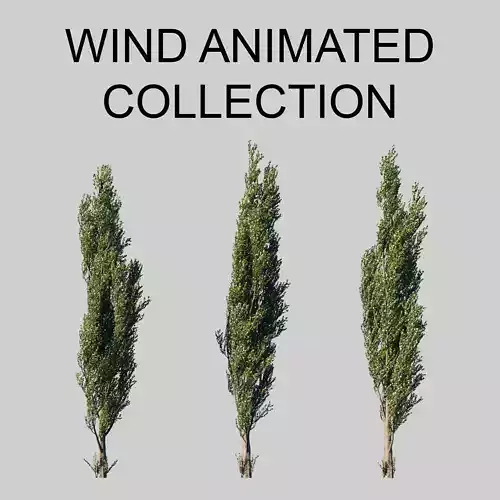 Poplar pyramidal wind animated collection