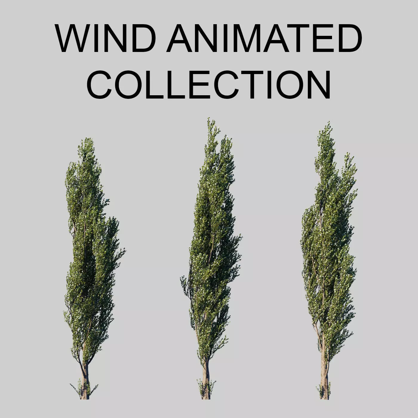 Poplar pyramidal wind animated collection 3D model_0