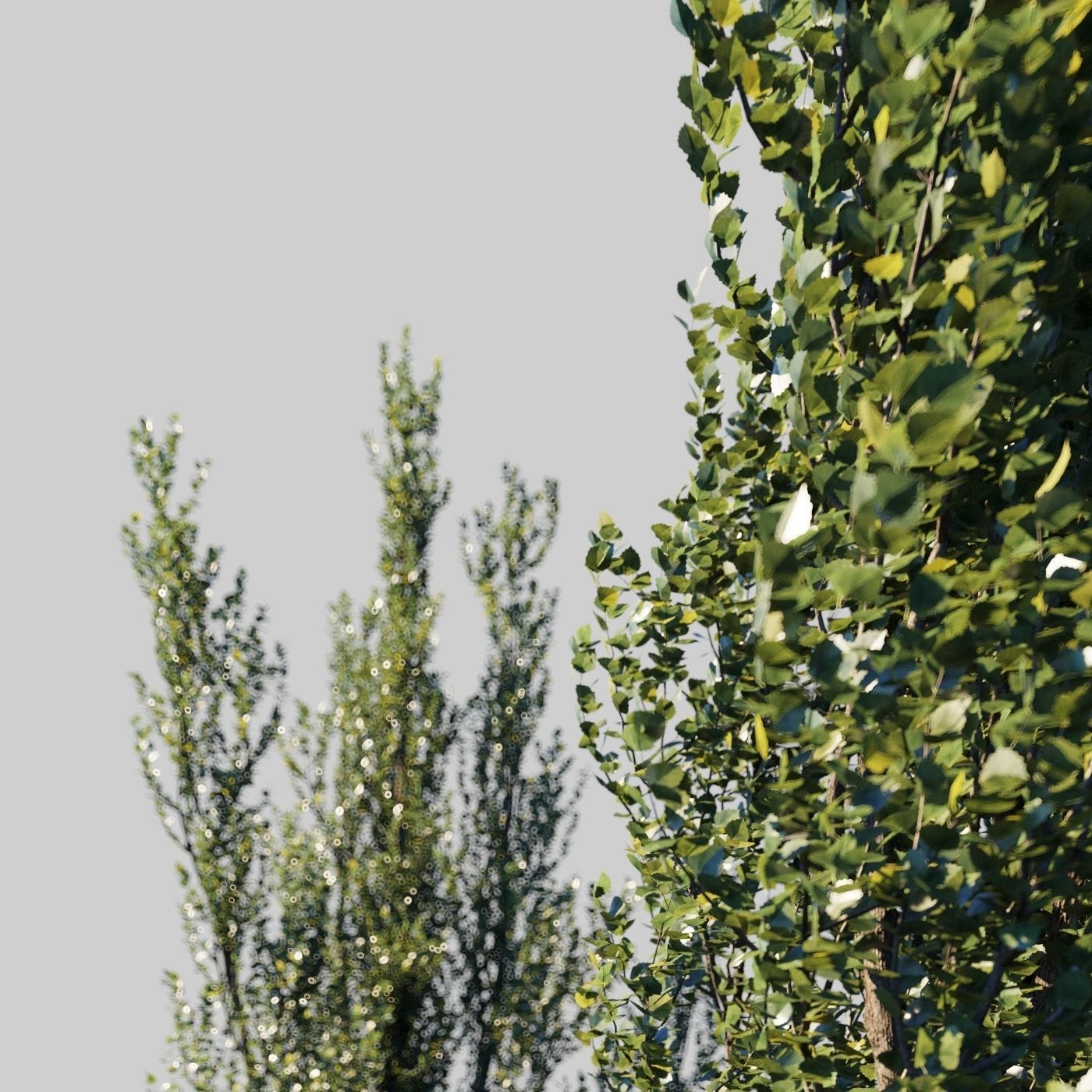 Poplar pyramidal wind animated collection 3D model_7