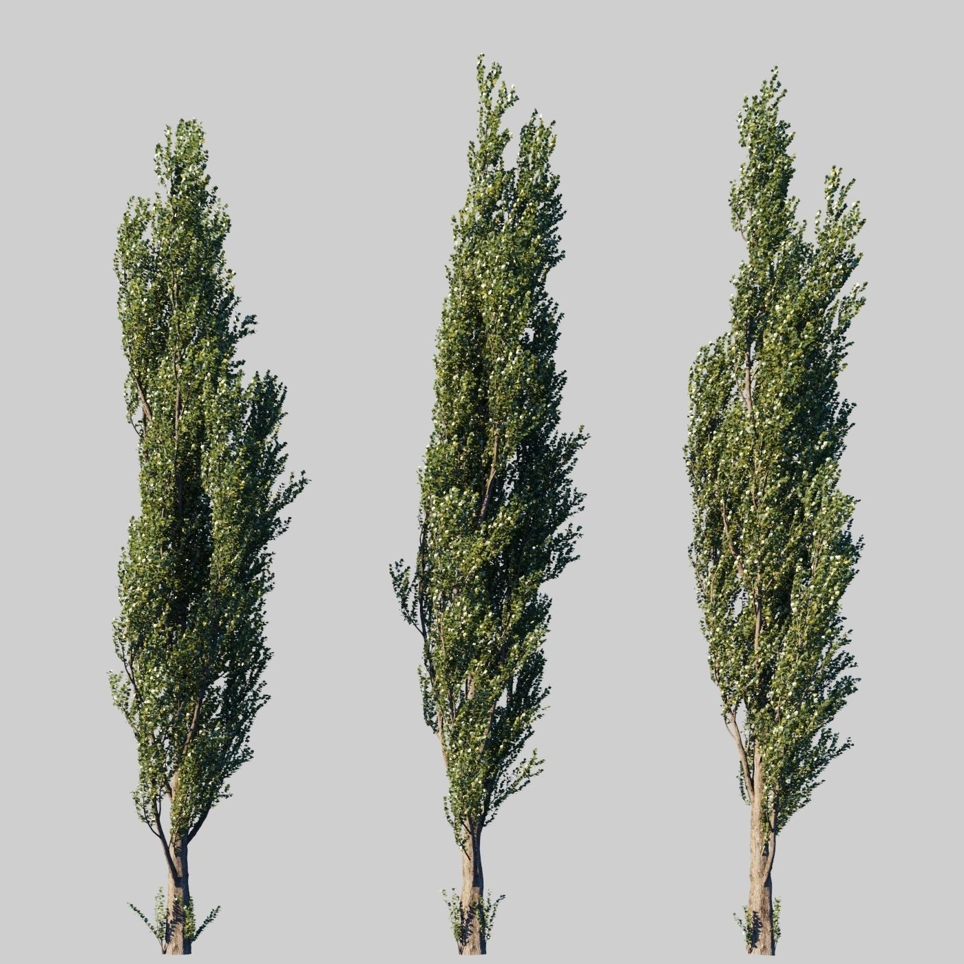 Poplar pyramidal wind animated collection 3D model_3