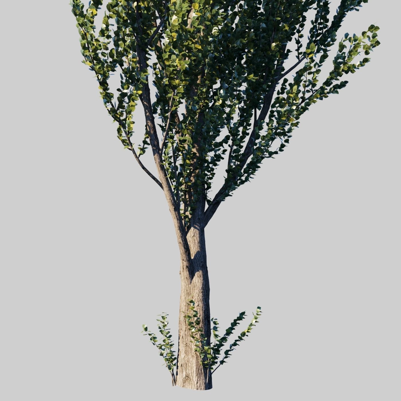 Poplar pyramidal wind animated collection 3D model_6