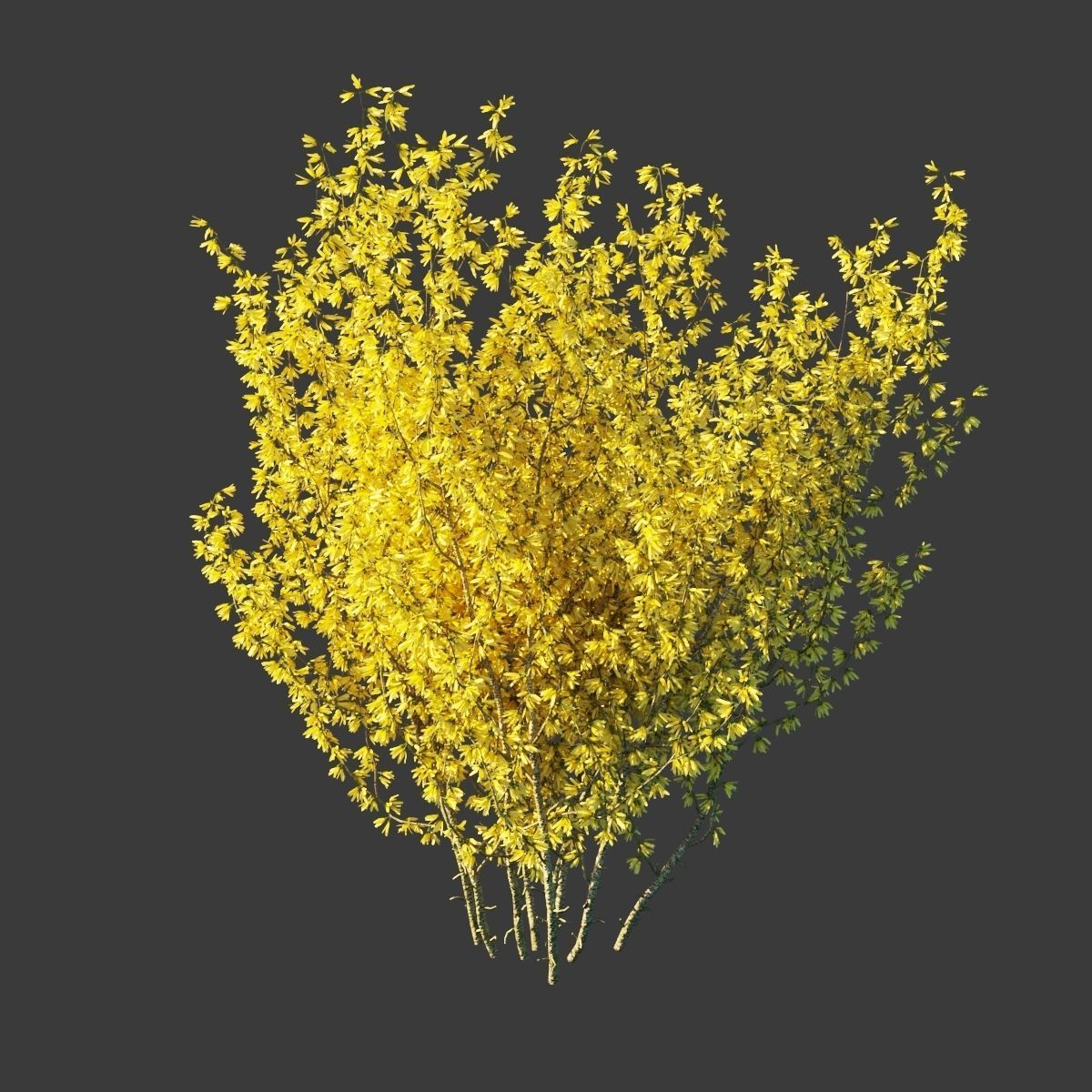Forsythia intermedia collection 3D model_2