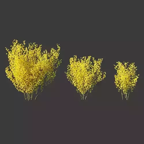 Forsythia intermedia collection