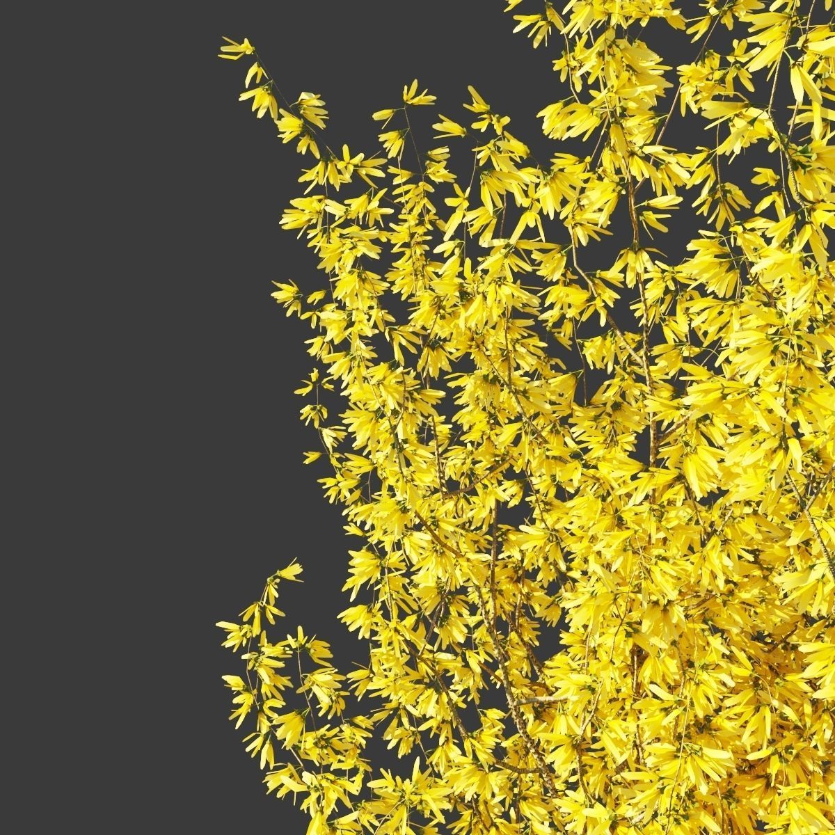 Forsythia intermedia collection 3D model_5