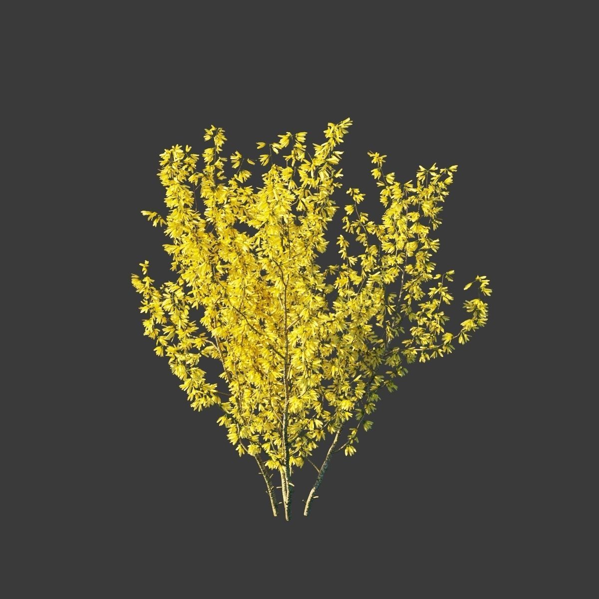 Forsythia intermedia collection 3D model_3