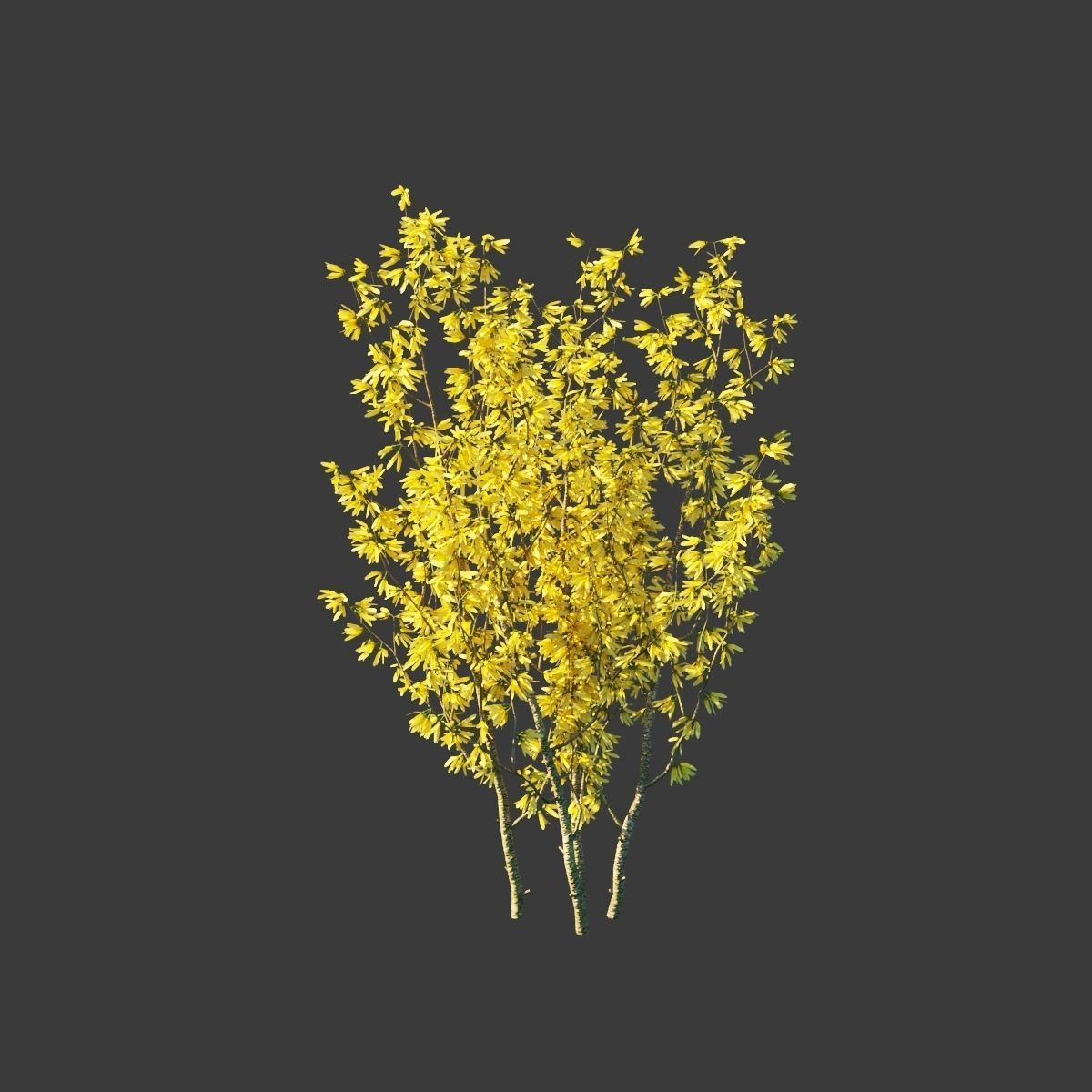 Forsythia intermedia collection 3D model_4
