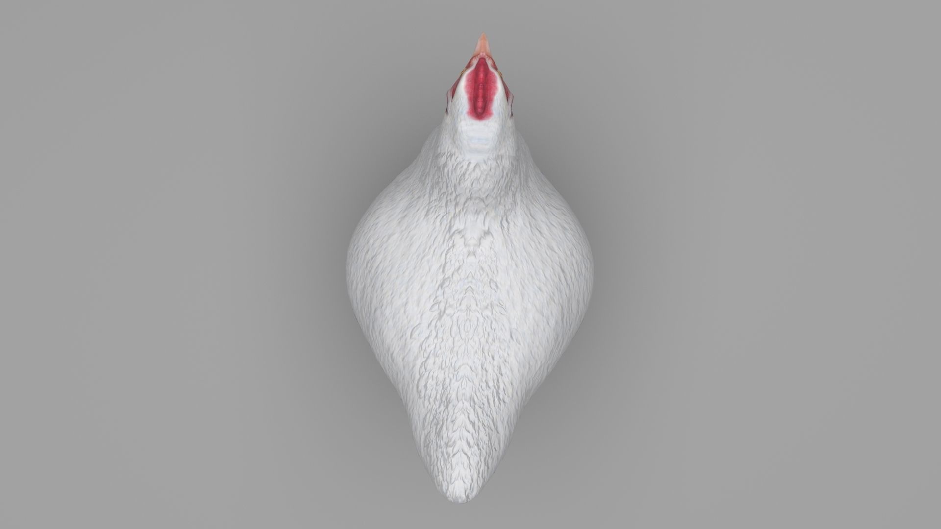 Chicken Low-poly 3D model_10