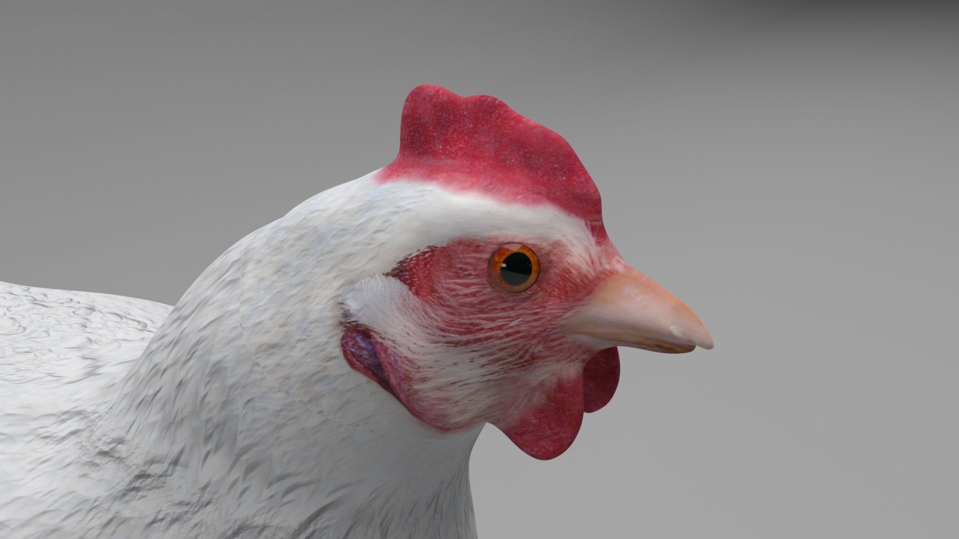 Chicken Low-poly 3D model_4