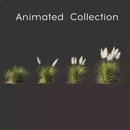 Cortaderia selloana wind animated collection 3D model