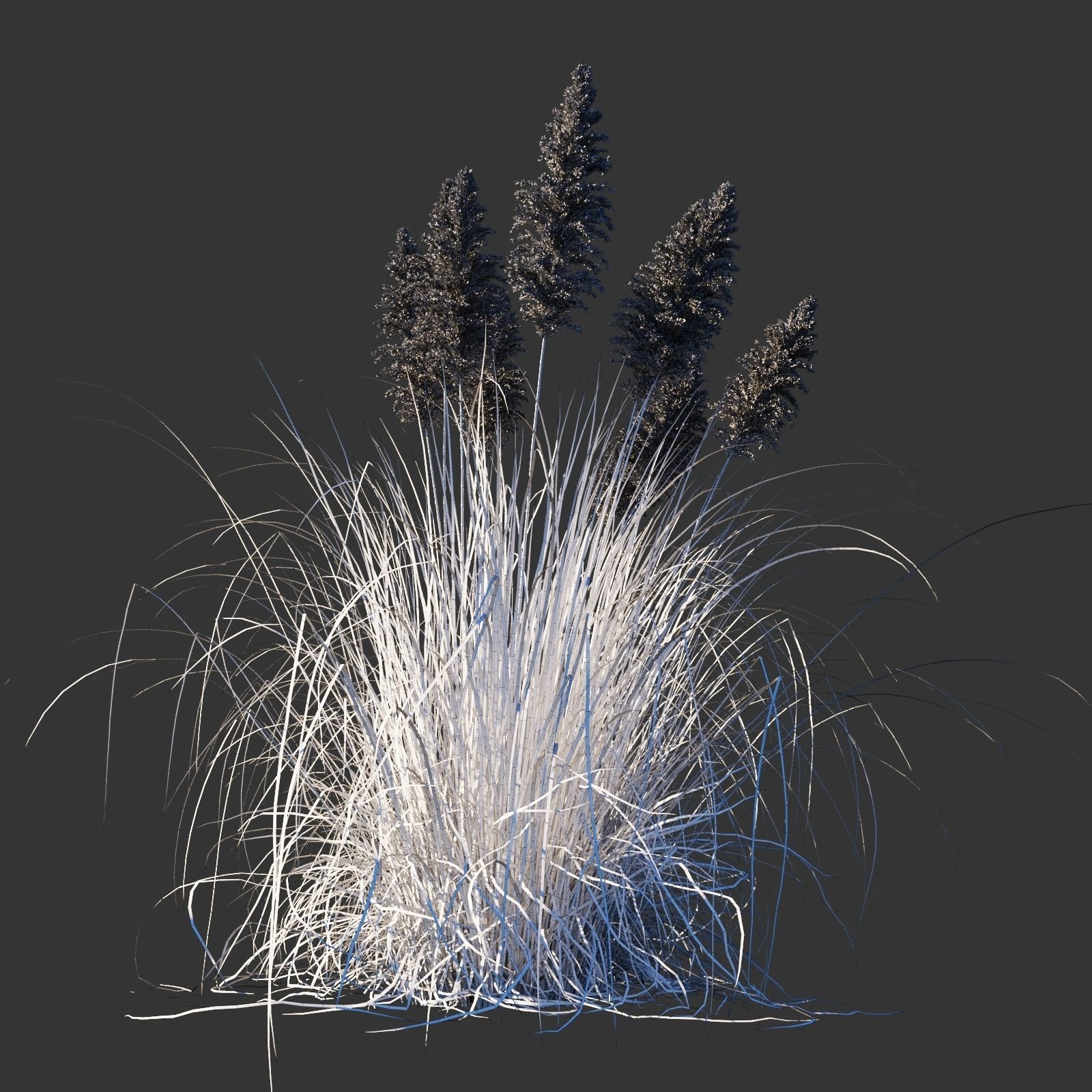 Cortaderia selloana wind animated collection 3D model_15