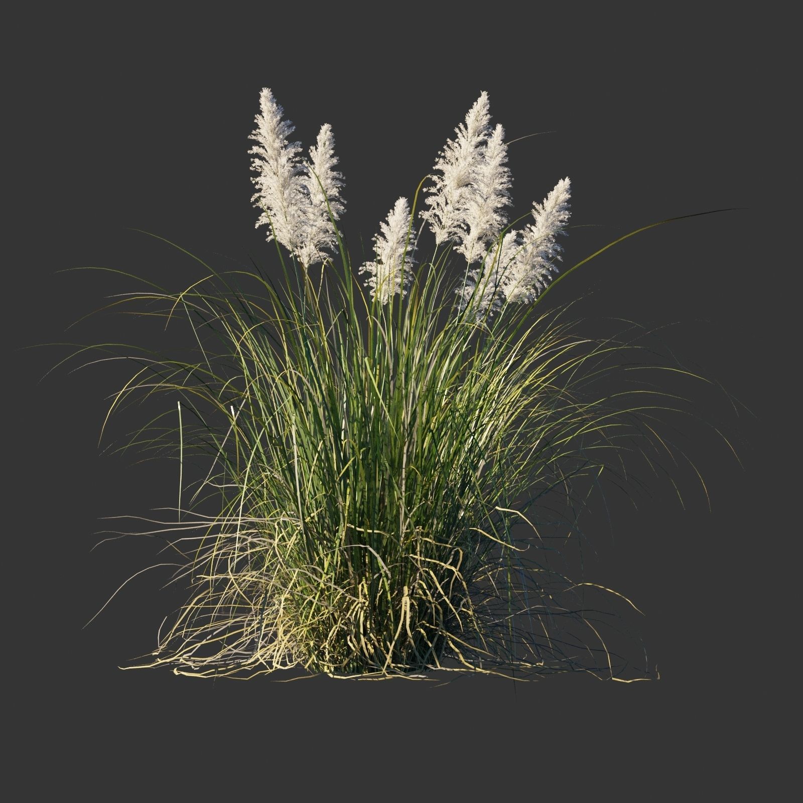 Cortaderia selloana wind animated collection 3D model_8