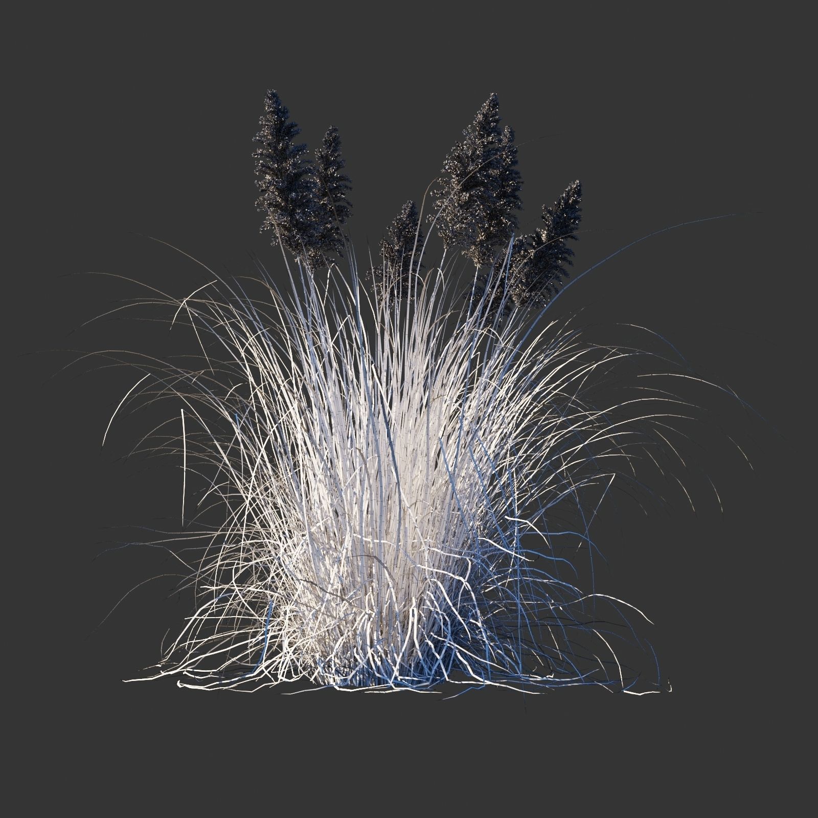 Cortaderia selloana wind animated collection 3D model_14