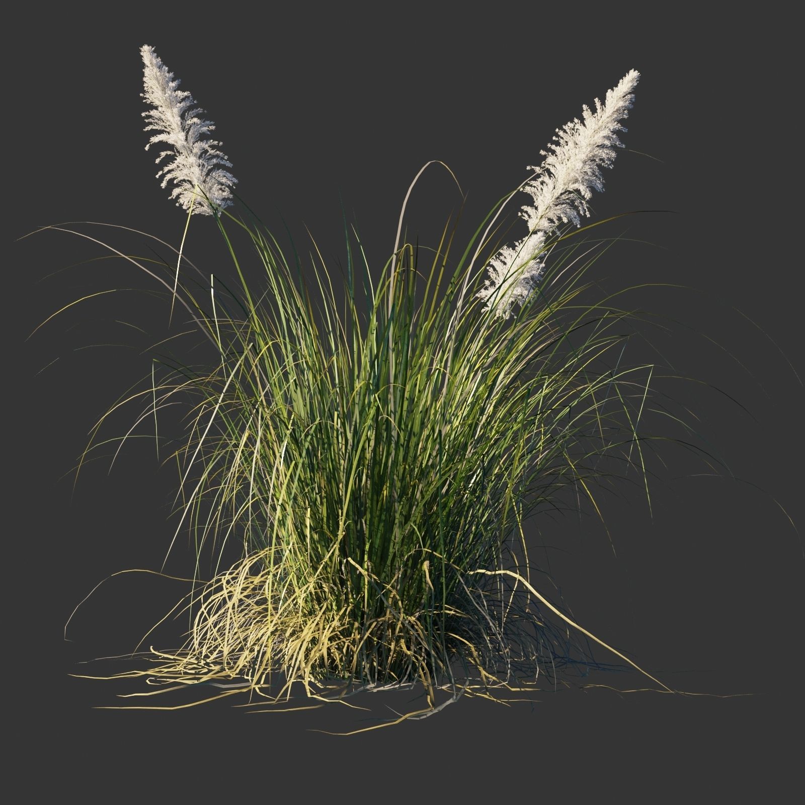 Cortaderia selloana wind animated collection 3D model_7
