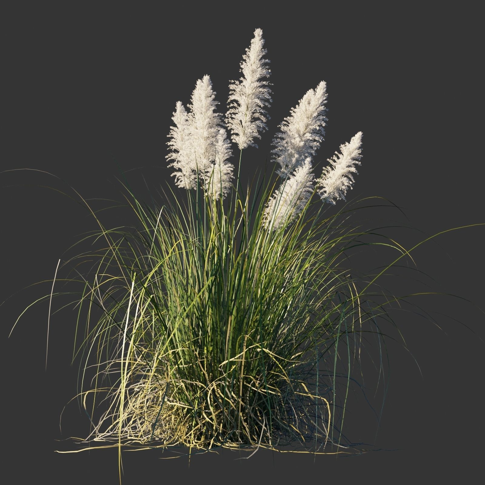 Cortaderia selloana wind animated collection 3D model_9