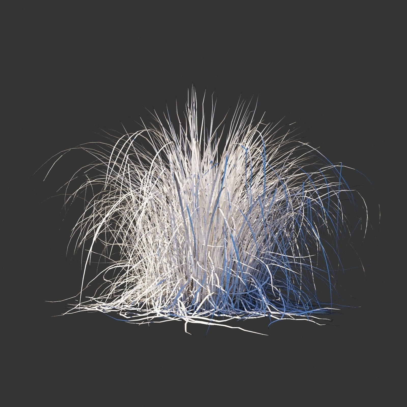 Cortaderia selloana wind animated collection 3D model_12