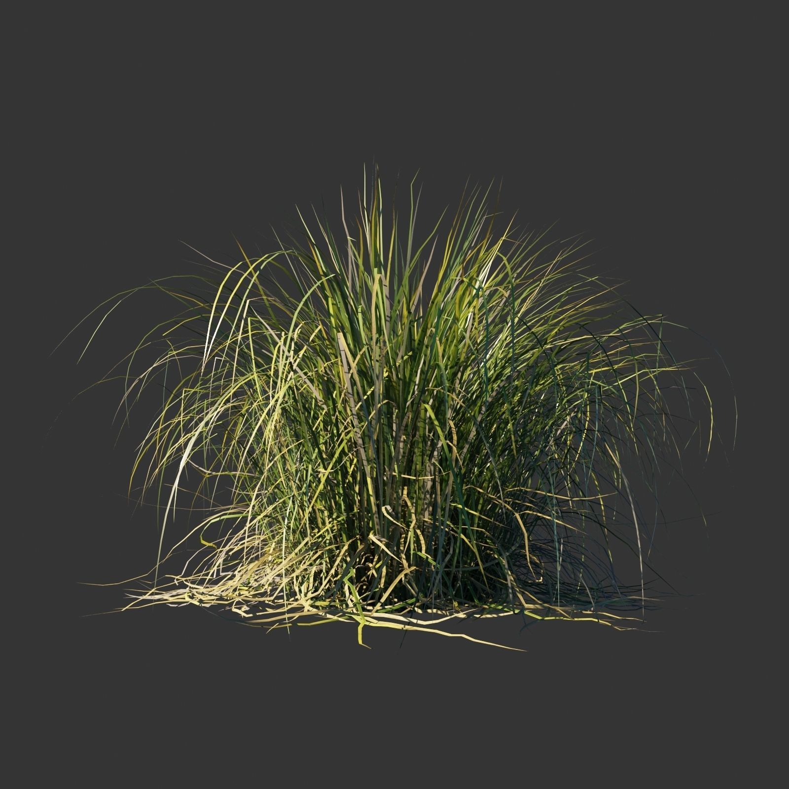 Cortaderia selloana wind animated collection 3D model_6