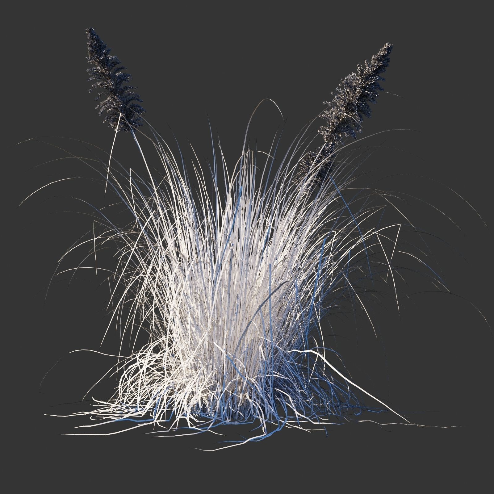 Cortaderia selloana wind animated collection 3D model_13