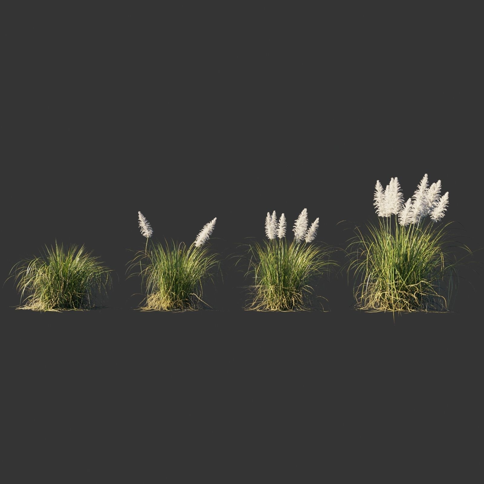 Cortaderia selloana wind animated collection 3D model_10
