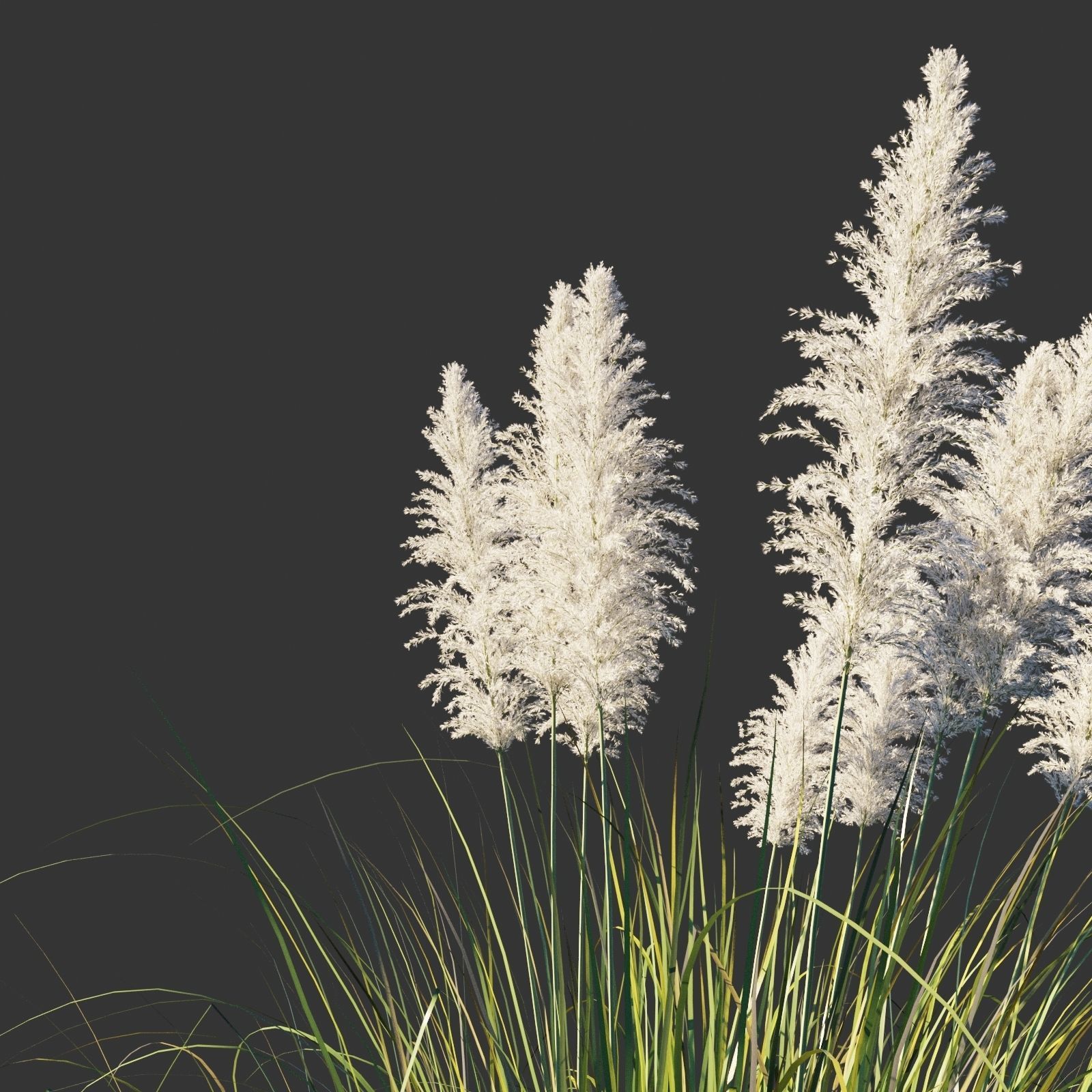 Cortaderia selloana wind animated collection 3D model_11