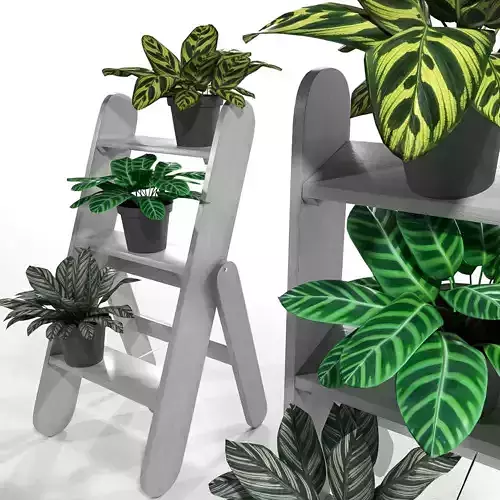 Calathea plants set
