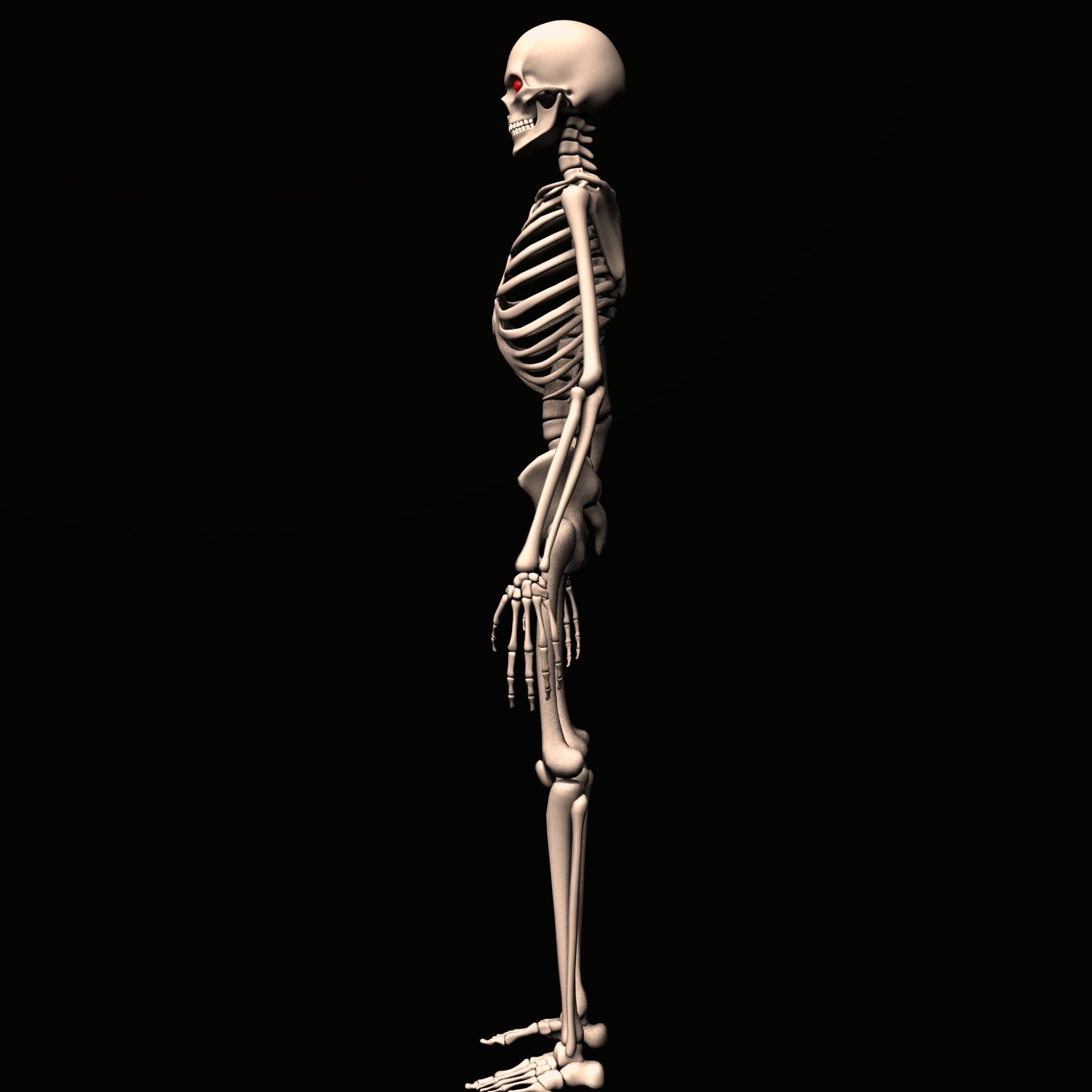 skeleton rig Low-poly 3D model_1