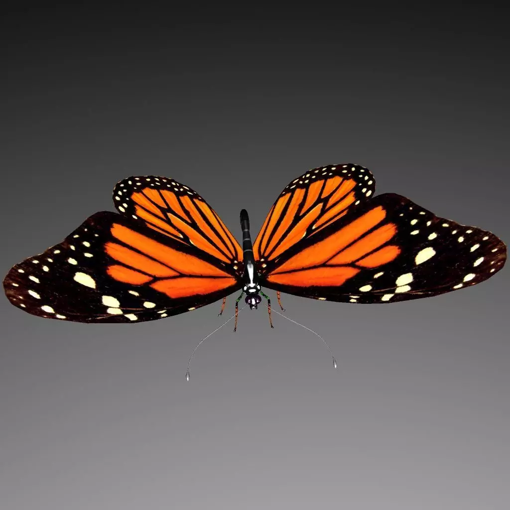 Butterfly model monarch - monarch Low-poly 3D model_0