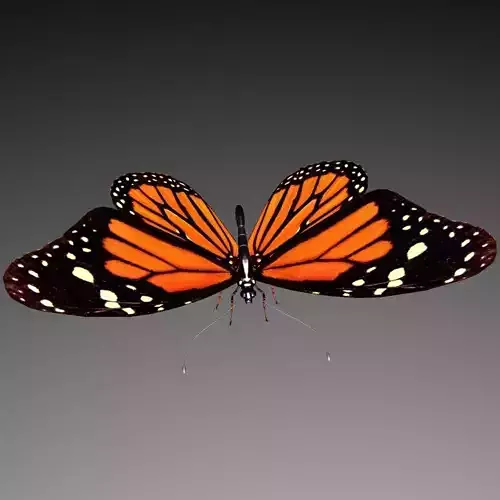 Butterfly model monarch - monarch Low-poly 3D model Butterfly model monarch - monarch Low-poly 3D model
