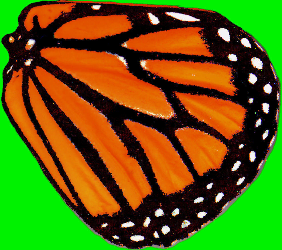 Butterfly model monarch - monarch Low-poly 3D model_9
