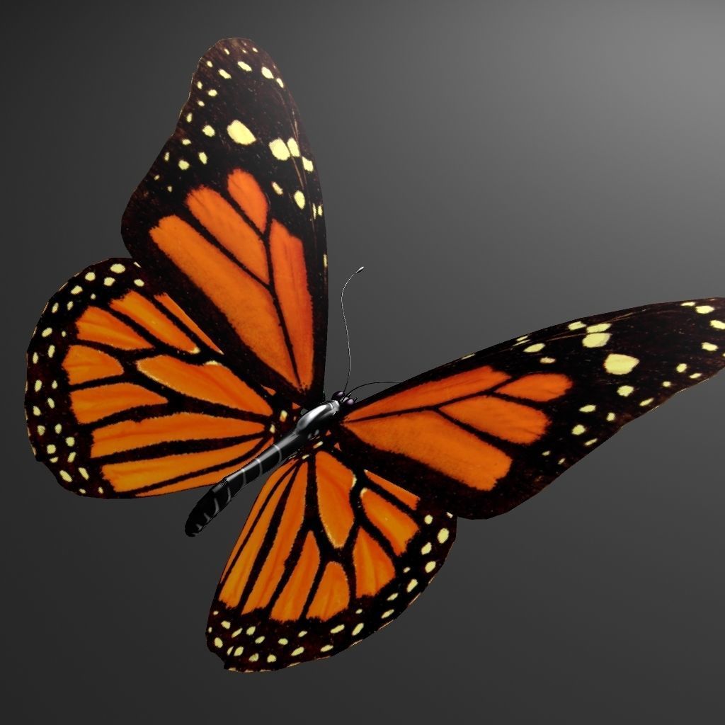 Butterfly model monarch - monarch Low-poly 3D model_4