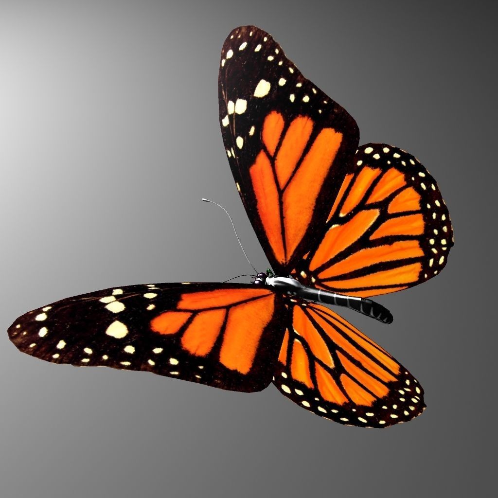 Butterfly model monarch - monarch Low-poly 3D model_2