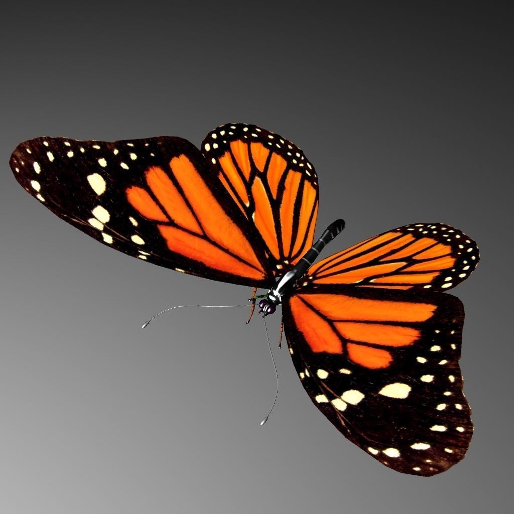 Butterfly model monarch - monarch Low-poly 3D model_1