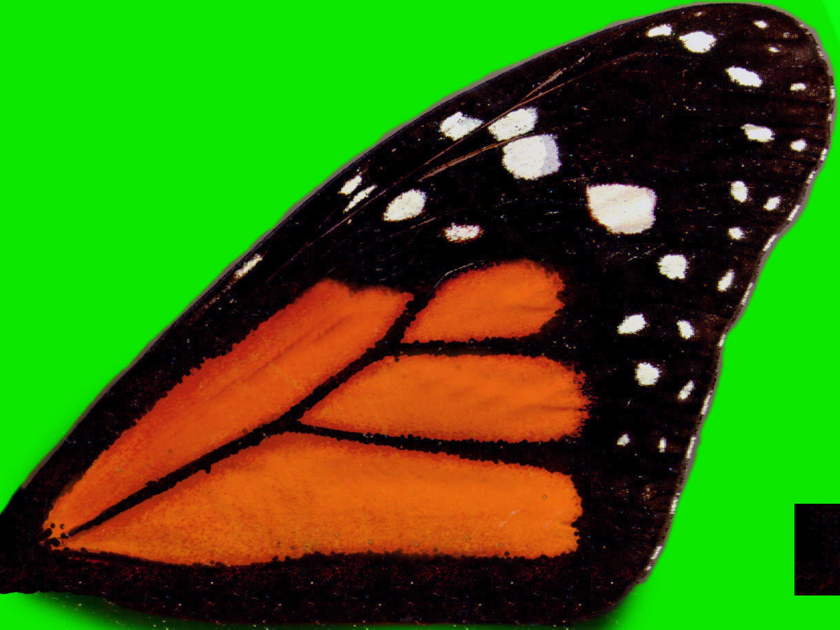 Butterfly model monarch - monarch Low-poly 3D model_10