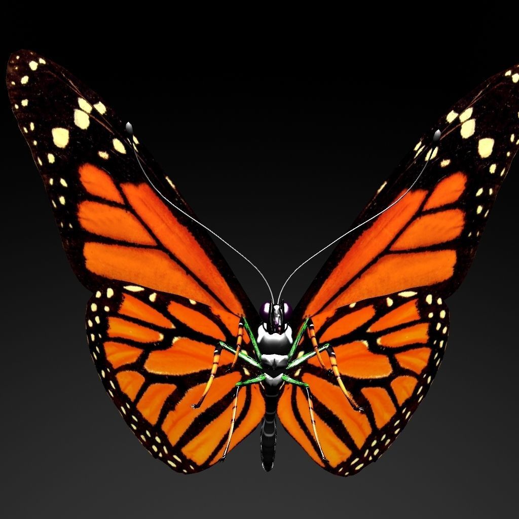 Butterfly model monarch - monarch Low-poly 3D model_6